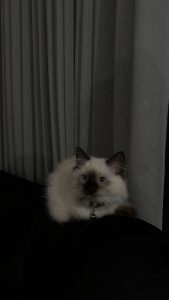 Ragdoll – Craigieburn