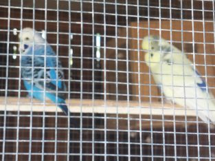 Budgerigar – Westbrook