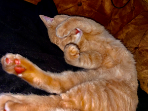 Other Cats – Banksia