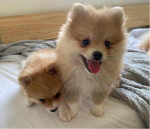 Pomeranian – Jimboomba