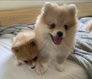 Pomeranian – Jimboomba