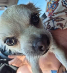 Chihuahua – Geraldton