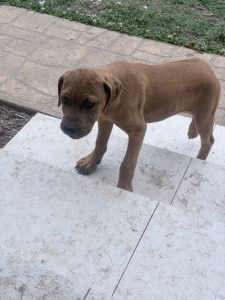 Mastiff – Tahmoor