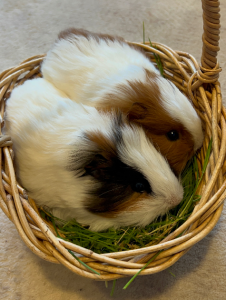 Guinea Pig – Pakenham