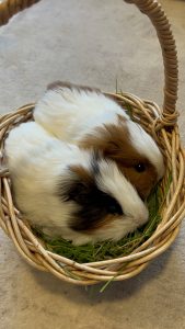 Guinea Pig – Pakenham