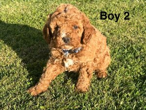 Cavoodle – Sale