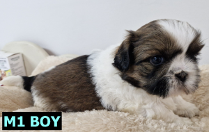 Shih Tzu – Bellmere