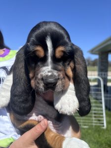 Basset Hound – Bathurst