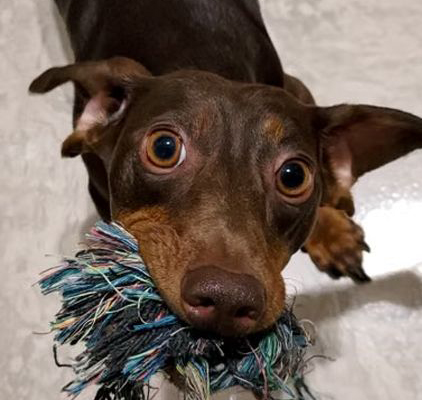 Dachshund Breeder