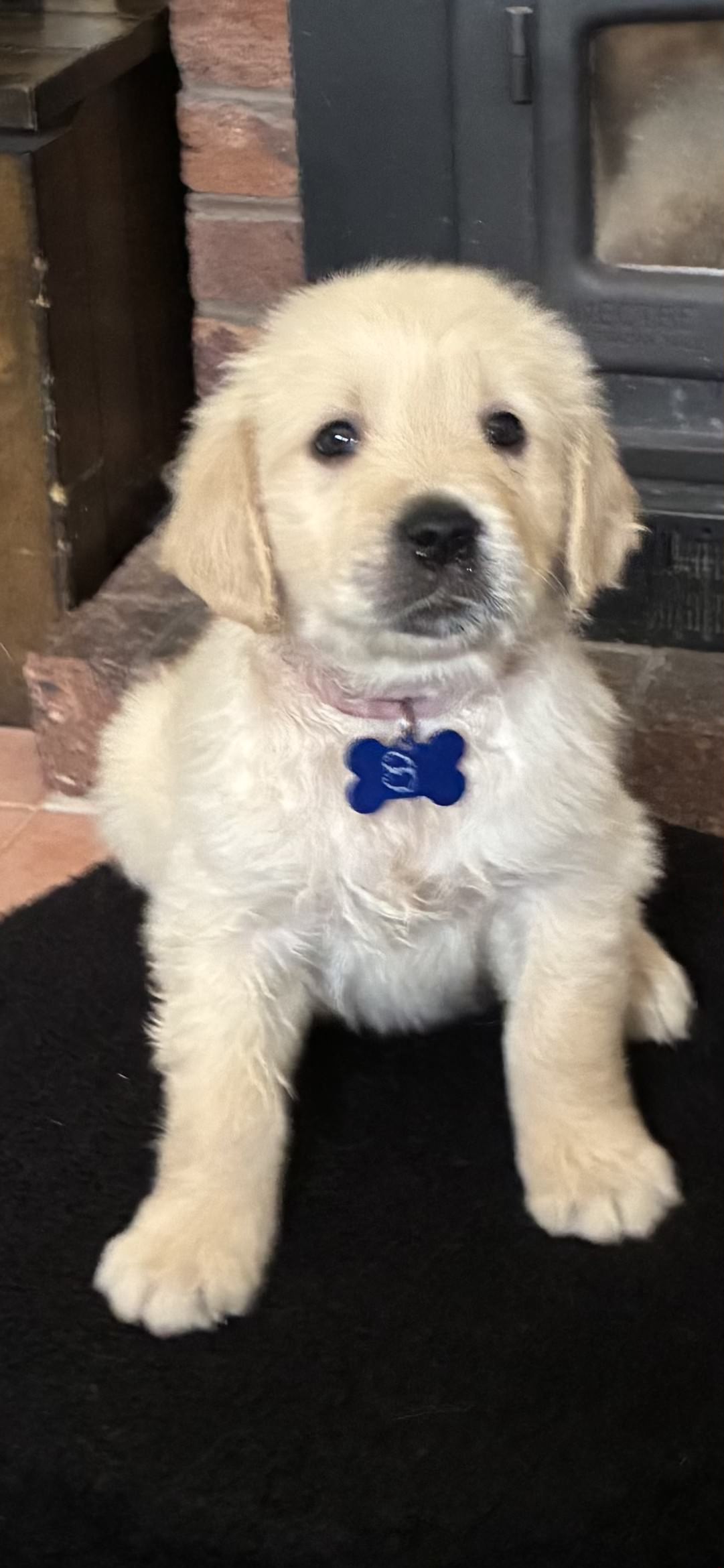 Golden Retriever – Morwell