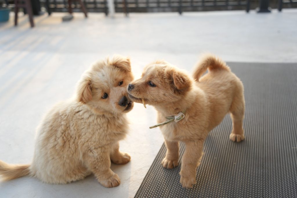 puppies licking each other
