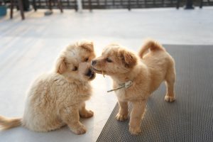 puppies licking each other