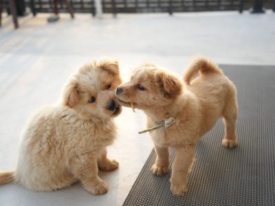 How Big Will My Puppy Get?