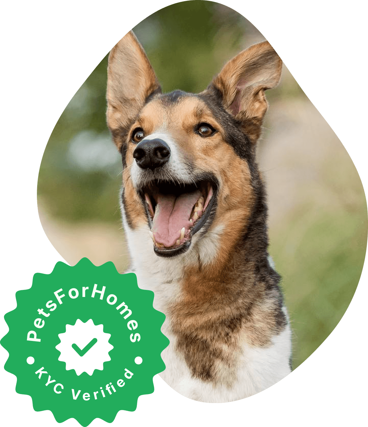 Stand out with PetsForHomes Verified