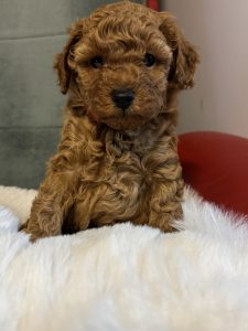 Poodle Mini – South Greenough