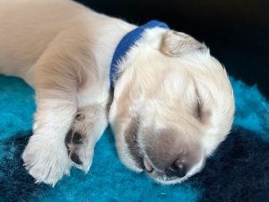 Golden Retriever – Ormeau Hills