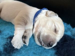 Golden Retriever – Ormeau Hills