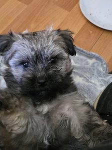 Maltese Shih Tzu – Doonside