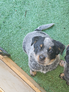 Australian Cattle Dog – Dubbo