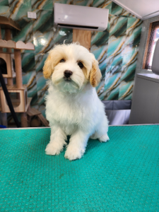 Cavoodle – Queanbeyan