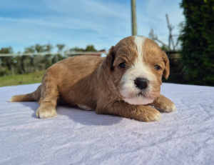 Cavoodle – Milton