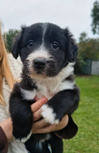 Bearded Collie – Naracoorte