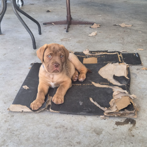 Dogue De Bordeaux – Meningie