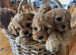Cavoodle – Walcha