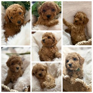 Toy Poodle – 2176