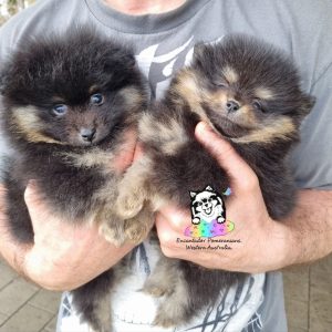 Dogs – Manjimup