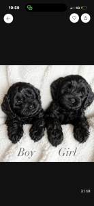 Cavoodle – Frankston