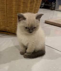 British Shorthair – Harkness