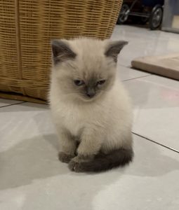 British Shorthair – Harkness
