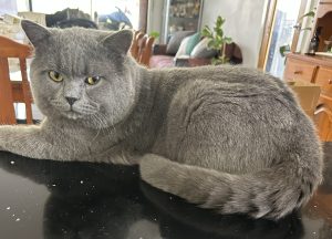 British Shorthair – Harkness