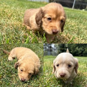 Dachshund – Oberon