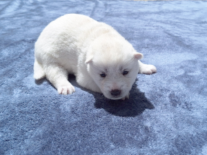 Husky – Ellalong