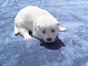 Husky – Ellalong