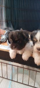 Dogs – 7267