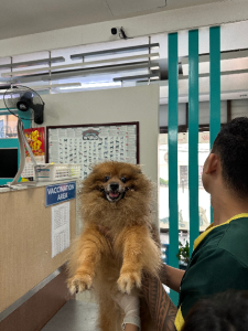 Pet Grooming – South Australia