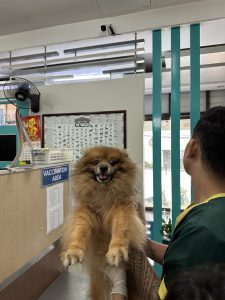 Pet Grooming – South Australia