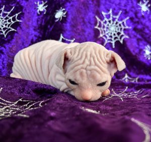 Sphynx – Rockhampton City