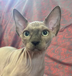Sphynx – Rockhampton City