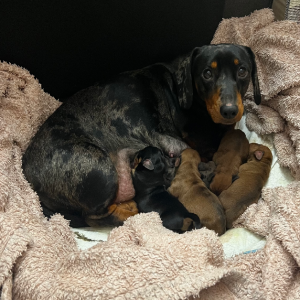 Dachshund – Adelaide