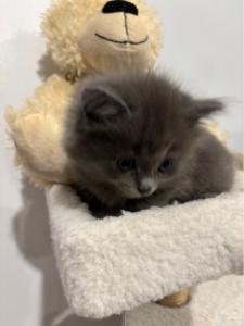Ragdoll – Mount Gravatt East