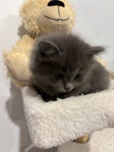 Ragdoll – Mount Gravatt East