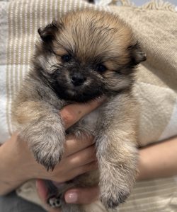 Pomeranian – Piara Waters