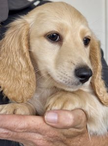 Miniature Dachshund – Wallaces Creek