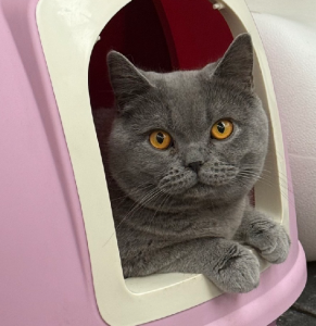 British Shorthair – Stuart Mill