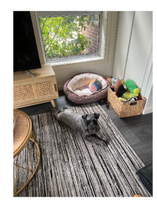 Dogs – Leongatha
