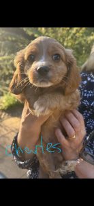 Dogs – Three Bridges